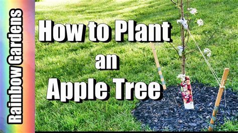 staking apple trees|How to Plant an Apple Tree .